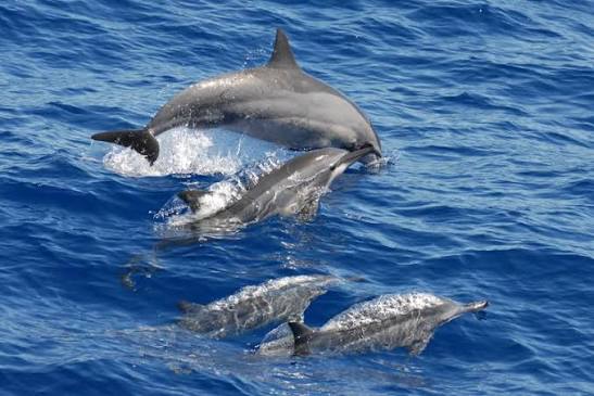 Dolphins in the Indian Ocean, Kalpitiya
