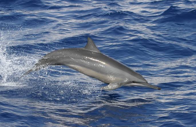 Dolphin-watching boat trip, Kalpitiya
